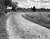 Hoof Marks on Dirt Road