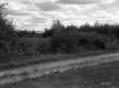 Shrubs and Trees along Dirt Road