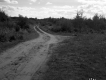 Shrubs and Trees along Dirt Road