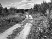 Shrubs and Trees along Dirt Road