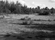 Sand and Forest