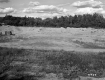 Sand Dunes and Forest