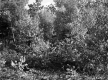 Forest View