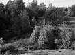 Sand Dunes and Forest