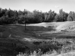Sand Dunes and Forest