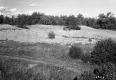 Sand Dunes and Forest
