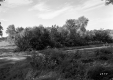 Shrubs and Trees along Dirt Road