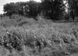 Shrubs and Trees  