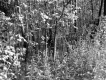 Forest View