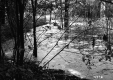 Forest View