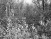 Forest View
