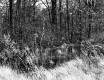 Forest View