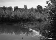 Shrubs and Trees at Water's Edge