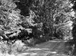 Forest Road
