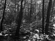 Forest View