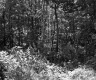 Forest View