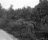 Begnoche Property, Forest View