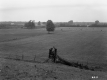 Begnoche Property, Cows in Pasture