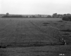 Begnoche Property, Cows in Pasture