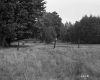 Begnoche Property, Pasture and Trees