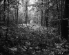 Begnoche Property, Forest View