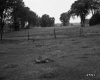 Sears Property, Farm Fields