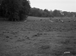 Fresn Property, Cows in Pasture