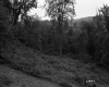Fresn Property, Forest View