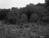 Fresn Property, Forest View