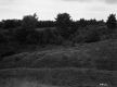 Thompson Property, Farm Fields and Trees