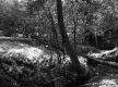 Westall Property, Forest View