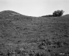 Westall Property, Open Fields