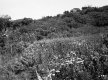 Stevens Property, Shrubs and Flowers