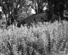 Stevens Property, Garage