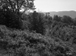 Stevens Property, Mountain View