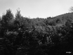 Stevens Property, Forested Hills