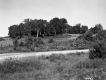 Stevens Property, Farm Fields and Trees