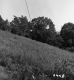 Hill Property, Trees on Slope