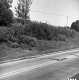 Hill Property, Shrubs and Trees