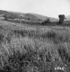 Whitcomb Property, Farm Fields