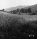 Whitcomb Property, Mountain View