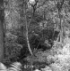 Forest View