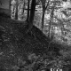 Abandoned House and Forest