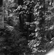 Forest View