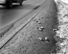 Winooski Ave Montpelier Roadside Litter