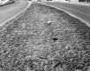 Winooski Ave Median Montpelier Roadside Litter