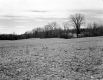 Howard Property Large Meadow with Grass Sticking Up