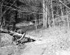 Howard Property Woods with Fallen Tree
