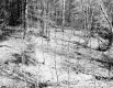 Howard Property Hill with Birch Trees