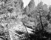 Group of Fallen Trees in Access Area